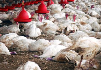 إعدام ما يقرب من 5ر1 مليون دجاجة في اليابان بسبب تفشي إنفلونزا الطيور 2