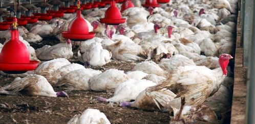 إعدام ما يقرب من 5ر1 مليون دجاجة في اليابان بسبب تفشي إنفلونزا الطيور 1