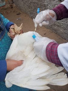 حملات تحصين الطيور ضد الامراض بـ كفر الشيخ (صور) 3