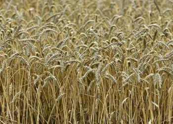 «التعبئة والإحصاء» يكشف عن المحافظة الأولى في مصر إنتاجًا لـ القمح 4