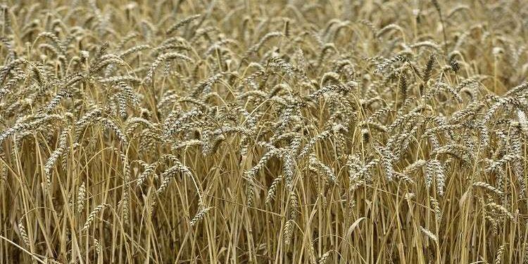 «التعبئة والإحصاء» يكشف عن المحافظة الأولى في مصر إنتاجًا لـ القمح 1