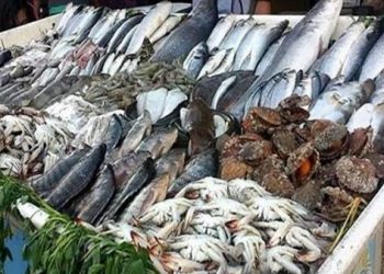 أسعار الأسماك فى مصر اليوم 