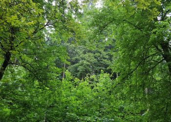 دراسة صادمة.. أشجار الغابات تزيد من ظاهرة الاحتباس الحراري 7