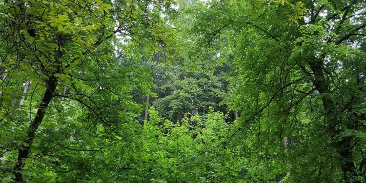 دراسة صادمة.. أشجار الغابات تزيد من ظاهرة الاحتباس الحراري 1