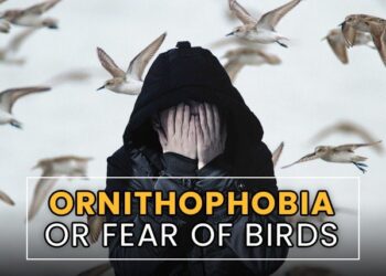 اسباب الرهاب من الطيور