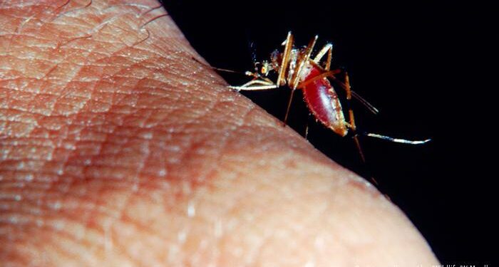 مفاجأة علمية.. «المغناطيس» أفضل وسائل تشخيص الملاريا 1