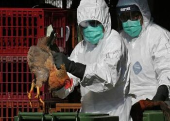 أول حالة إصابة بشرية بسلالة إنفلونزا الطيور