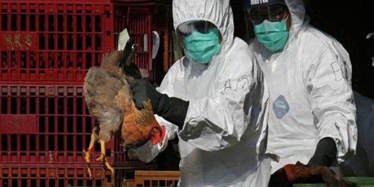 أول حالة إصابة بشرية بسلالة إنفلونزا الطيور