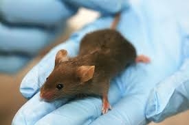 عقار يعكس مرض الزهايمر على الفئران