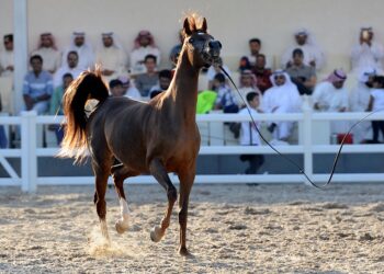 الخيول في الكويت