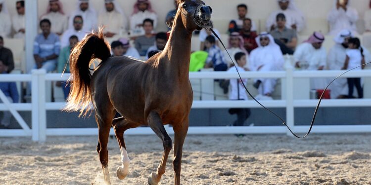 الخيول في الكويت