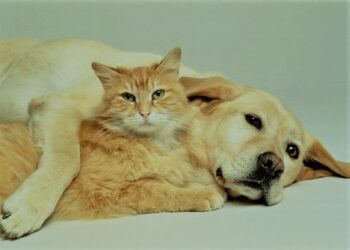 العلاقة بين القطط والكلاب وسلالة كورونا