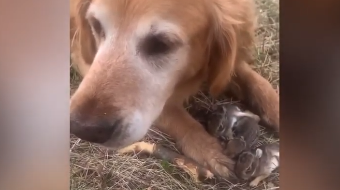كلب يحمى ارانب صغيرة