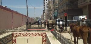 امسك مخالفة.. حمير وخيول الباعة الجائلين تُحاصر نفق محطة جرجا بـ سوهاج 3