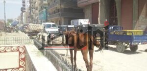 امسك مخالفة.. حمير وخيول الباعة الجائلين تُحاصر نفق محطة جرجا بـ سوهاج 1