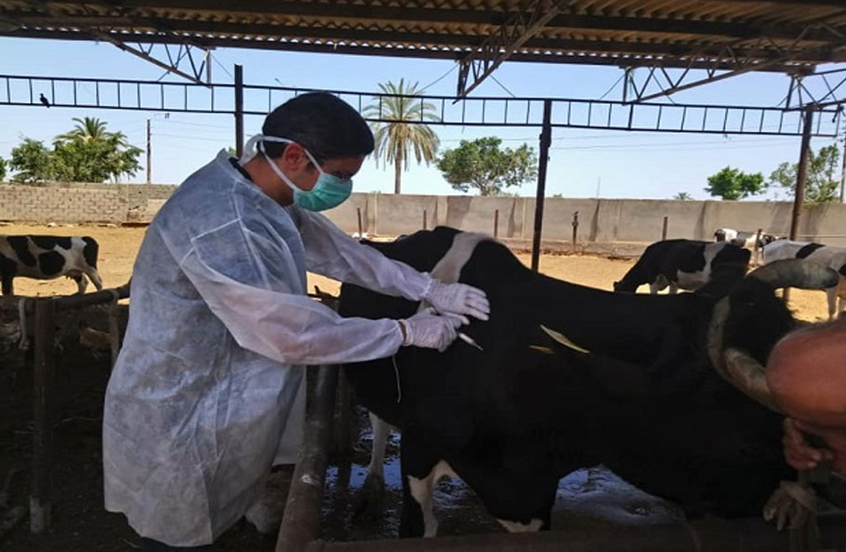 "الزراعة": تحصين 1.3 مليون رأس ماشية ضد الجلد العقدي وجدري الأغنام 1