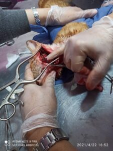 عملية جراحية لـ قط 