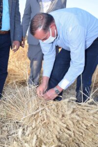 رئيس جامعة سوهاج يحصد القمح و يفطر مع عمال المزرعة 7
