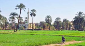 مشروع تطوير الريف المصري 