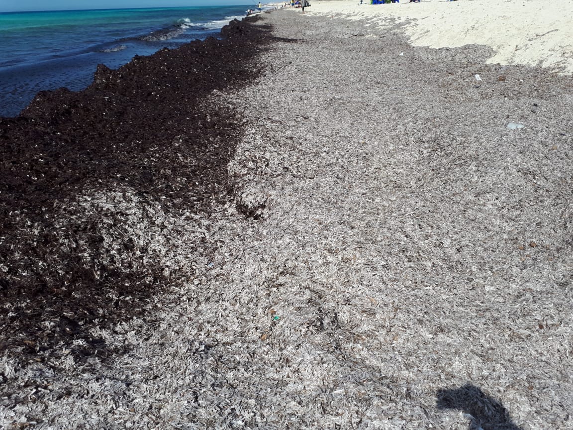 وزارة البيئة تنفي تلوث إحدي شواطئ الساحل الشمالي 1