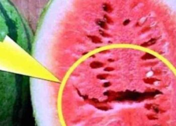 « البطيخ فيه سم قاتل » حالة من الرعب يسيطر على «السوشيال ميديا».. وشعبة الفواكه توضح الحقيقة 3