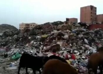 حيوانات نافقة وقمامة منذ سنوات.. كارثة صحية تهدد أهالي الخصوص واتهامات للمسئولين بالتقصير 2