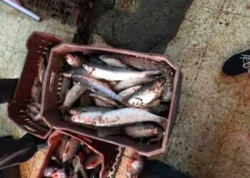 ضبط 40 كيلو أسماك مملحه وتحرير 98 مخالفة لمنشآت غذائية خلال حملات رقابية بالمنيا 4