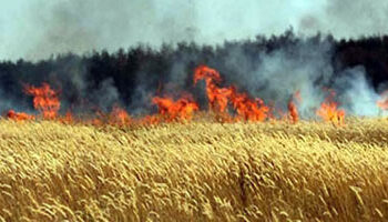 دون خسائر بشرية.. السيطرة على حريق بأرض زراعية في اسيوط 10