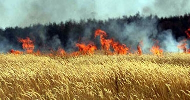 دون خسائر بشرية.. السيطرة على حريق بأرض زراعية في اسيوط 1