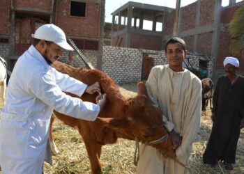 الزراعة: إطلاق 110 قافلة بيطرية لعلاج 85 ألف رأس ماشية خلال 5 أشهر  2