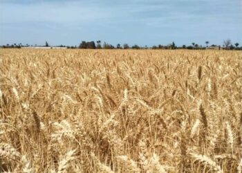 انتهاء حصاد المساحة المزروعة بمحصول القمح في الشرقية قبل نهاية موسم الحصاد بأسبوعين 1