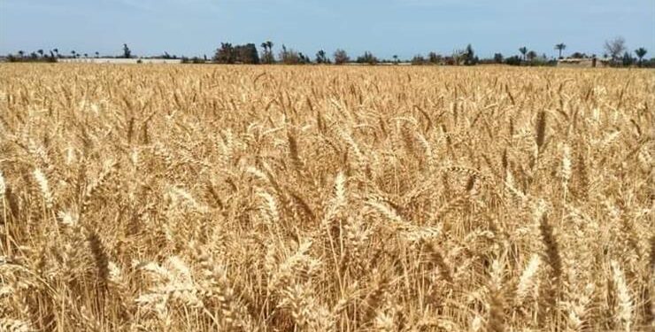 انتهاء حصاد المساحة المزروعة بمحصول القمح في الشرقية قبل نهاية موسم الحصاد بأسبوعين 1