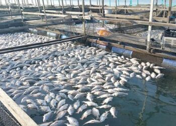 الإحصاء: 5.4 % زيادة في كمية الإنتاج السمكي عام 2019 1