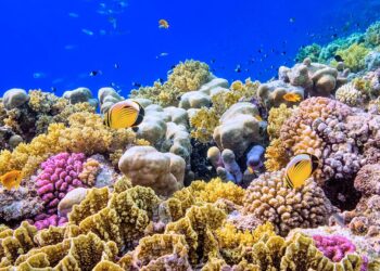 علماء يكتشفون مستعمرة مرجانية ضخمة يعود عمرها لـ600 عام في جزيرة سعودية