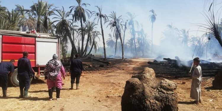 النيران تلتهم 100 نخلة فى حريق هائل بقرية الدقيرة بإسنا جنوب الأقصر (صور) 1