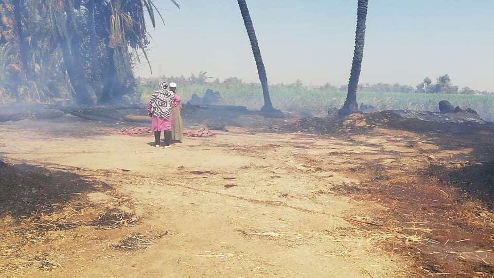 النيران تلتهم 100 نخلة فى حريق هائل بقرية الدقيرة بإسنا جنوب الأقصر (صور) 6