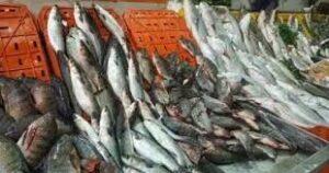 أسعار الأسماك اليوم الثلاثاء 8-6-2021 بسوق العبور في مصر 1