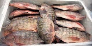 الديهي: مصر ثالث دولة على العالم في إنتاج الأسماك البلطي 2