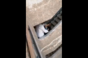 فيديو صادم يرصد قيام جزار بضرب جارته أمام أطفالها 2
