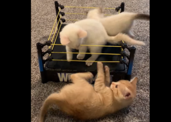 مصارعة القطط