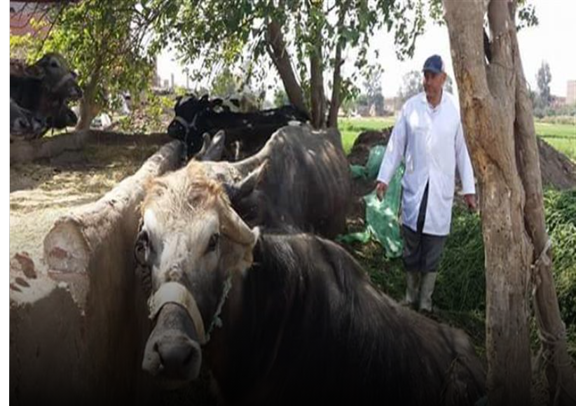 انطلاق الحملة القومية لتحصين الماشية ضد الحمى القلاعية في الجيزة 1