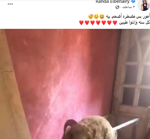 راندا البحيري تعتذر لـ والد حلا شيحة : "دموعك وجعتلي قلبي "  2