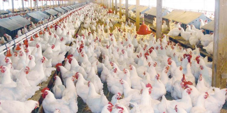 الأضاحي تكسب.. الغرفة التجارية تكشف لـ أوان مصر اسباب تراجع بيع الدجاج