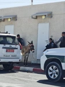 القوات الإسرائيلية "تعتقل" حمارا في جبل المكبر بمدينة القدس 2