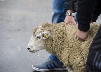 20121026 - BRUSSELS, BELGIUM: Illustration picture shows a sheep at a slaughter floor at the Anderlecht slaughter house (Abattoir - Slachthuis) at the occasion of the Aid el Kebir, also called Feast of the Sacrifice, celebrated by Muslims, in Anderlecht, Brussels Friday 26 October 2012. On Aid-el-Kebir, muslims slaughter a sheep to honour the prophet Ibrahim. BELGA PHOTO NICOLAS LAMBERT