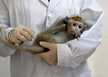 الفيروس القردي.. الصين تعلن وفاة أول طبيب بسبب تشريح قرد 1