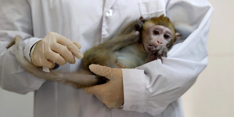 الفيروس القردي.. الصين تعلن وفاة أول طبيب بسبب تشريح قرد 1