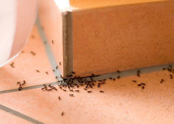 تعرف على أسباب ظهور النمل في المنزل.. وما علاقته بالحسد؟ 2