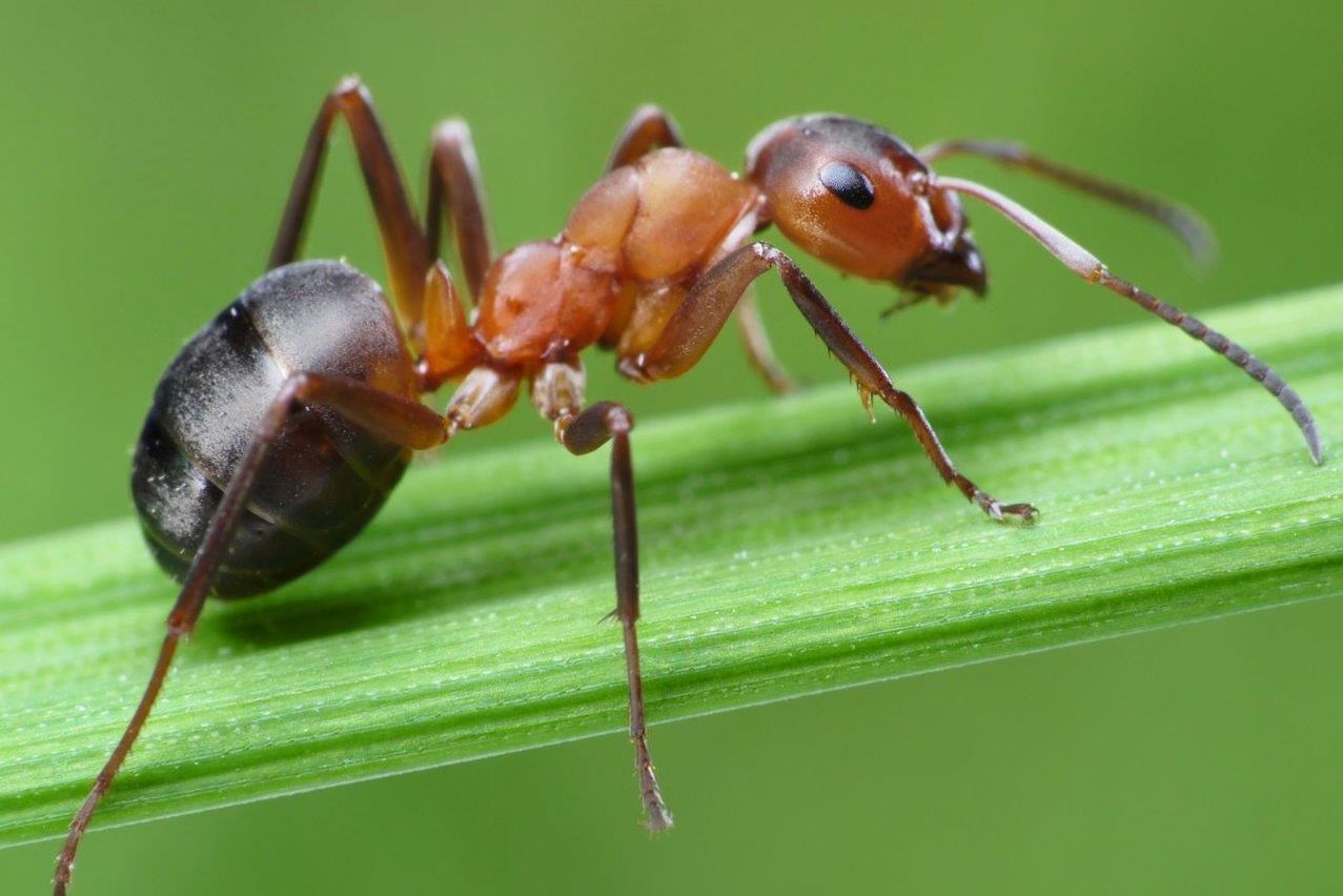 تعرف على أسباب ظهور النمل في المنزل.. وما علاقته بالحسد؟ 1
