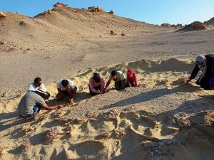البيئة تنظم تدريب لإعداد كوادر شابة في مجال اكتشاف وصيانة الحفريات